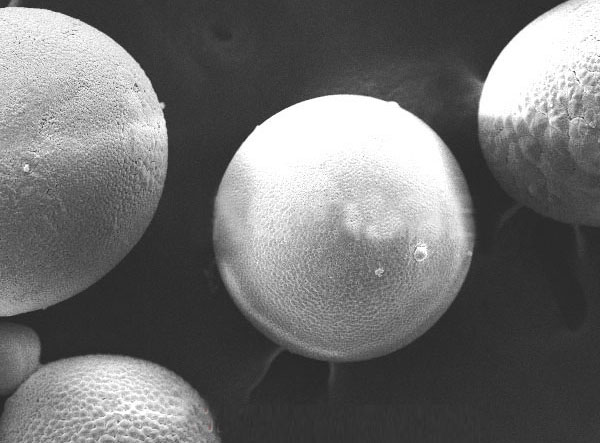 噴砂拋丸除鐵用寶珠砂